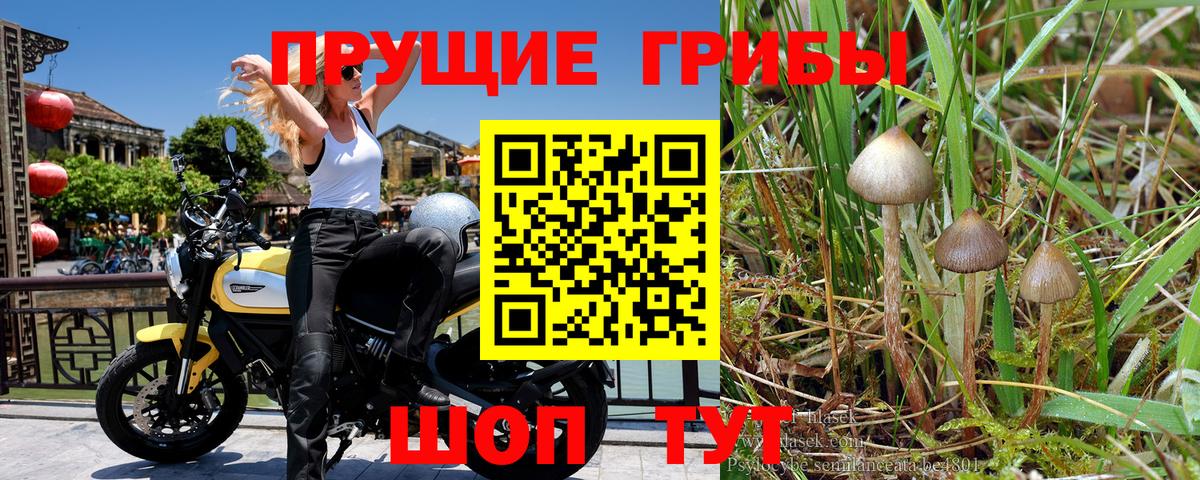 Псилоцибиновые грибы MAGIC MUSHROOMS  Вход с VPN  Галлюциногенные грибы Magic Shrooms  Сызрань 